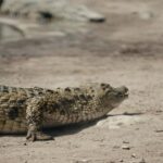 Can Nigerian crocodiles solve problems?