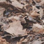 Could dead leaves turn into green gold?