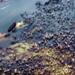 Nigerian communities take Shell to court over oil spills