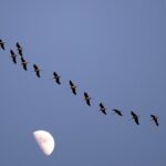 How climate change is altering bird migration