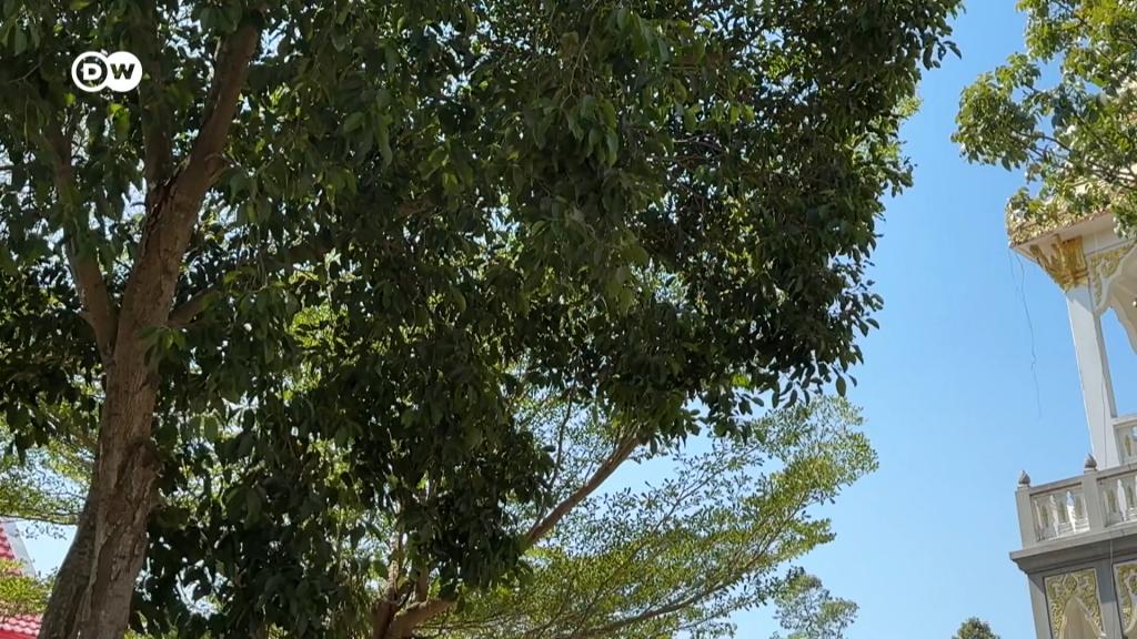 Thailand: Searching for bats with this expert virus hunter