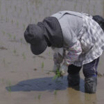 Japan's agriculture minister resigns over rice gaffe: Why is the staple in short supply?