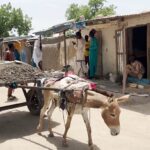 Donkeys indispensable part of daily life in Rann, Nigeria