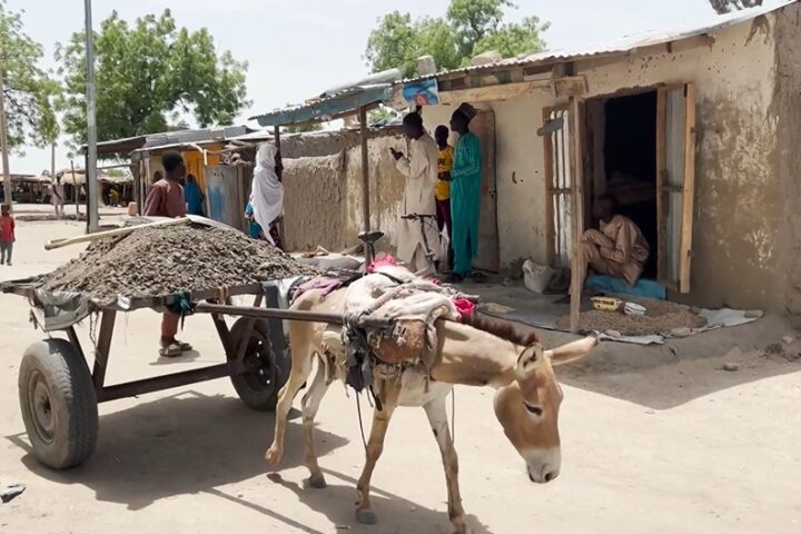 Donkeys indispensable part of daily life in Rann, Nigeria