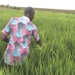 Ivorian farmers boost yields and profits with new rice variety