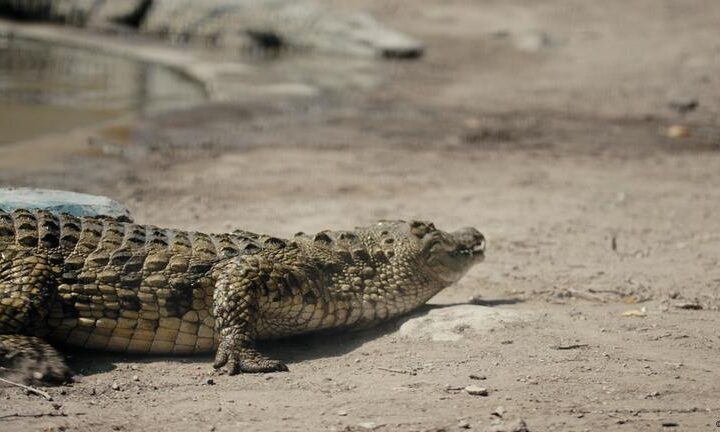 Can Nigerian crocodiles solve problems?