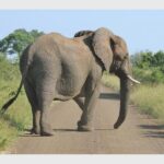 Botswana's elephant conundrum