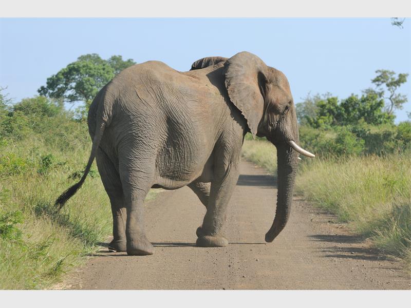 Botswana's elephant conundrum