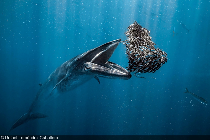 Ocean Photographer of the Year winners unveiled