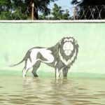 Floods decimate Nigerian zoo, wash animals into community