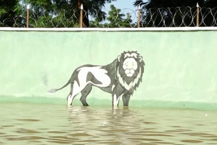 Floods decimate Nigerian zoo, wash animals into community