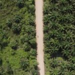 Amazon deforestation slows in Brazil, Colombia