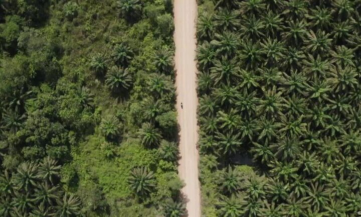 Amazon deforestation slows in Brazil, Colombia