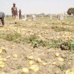 Boko Haram militants terrorize farmers in Nigeria