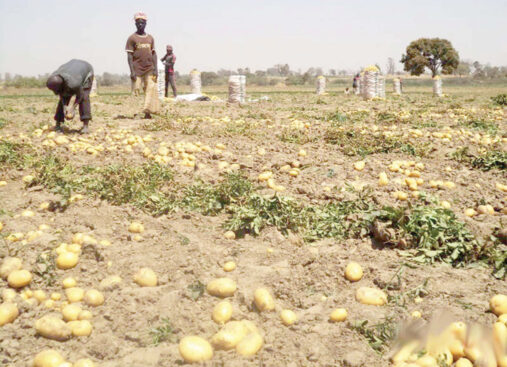 Boko Haram militants terrorize farmers in Nigeria