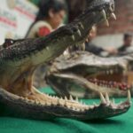 Peruvian city of Iquitos, a hotbed for wildlife trafficking in Amazon