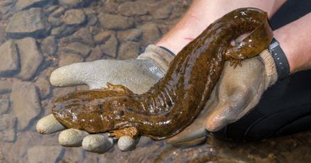 How scientists are working to bring the hellbender to safety