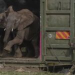 Kenya relocates dozens of elephants to larger park