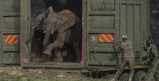 Kenya relocates dozens of elephants to larger park