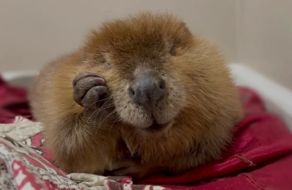 Nibi the 'diva' beaver wins court case, will be allowed to stay at rescue centre