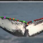 AI image recognition protects species