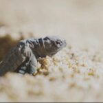 Hatching of baby turtles in south of France puzzles scientists