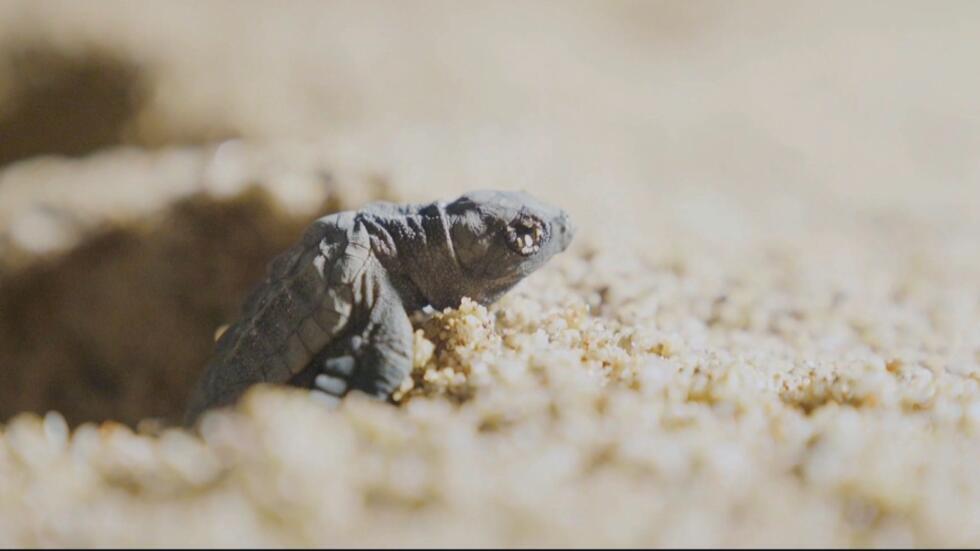 Hatching of baby turtles in south of France puzzles scientists