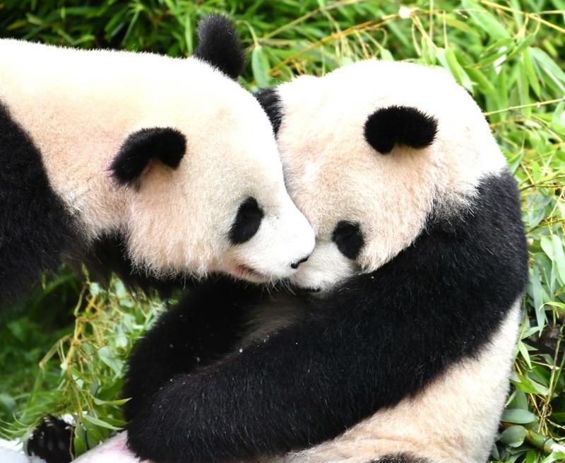 Berlin-born pandas head for a new life in China