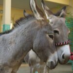 Donkeys indispensable part of daily life in Rann, Nigeria