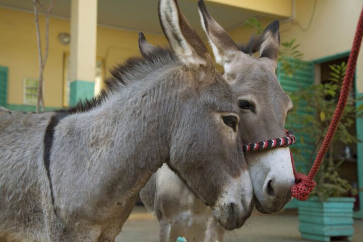 Donkeys indispensable part of daily life in Rann, Nigeria