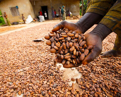 Farmers harvest cocoa pods on a Nigerian farm