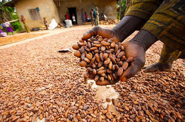 Farmers harvest cocoa pods on a Nigerian farm