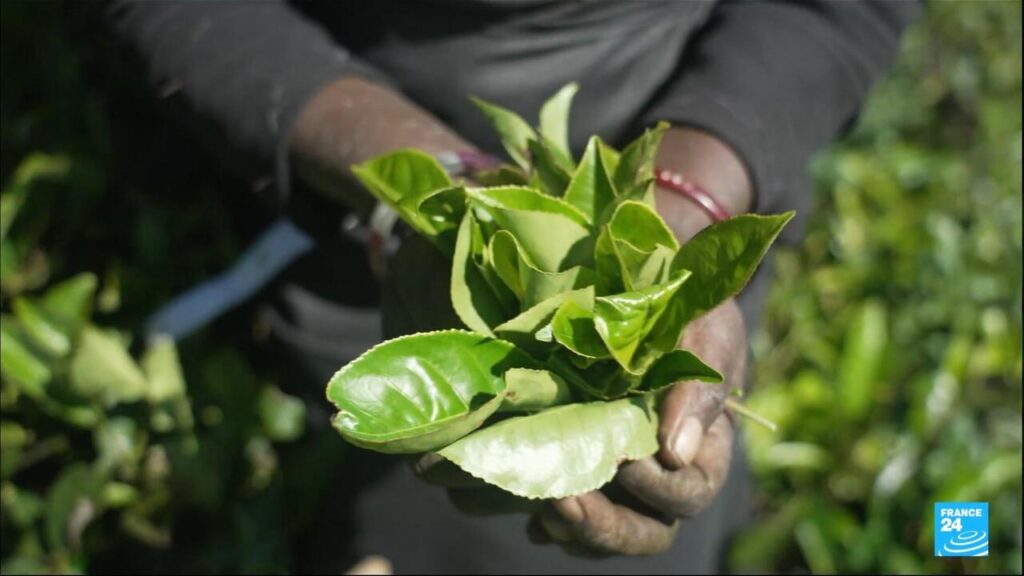 Sri Lanka's green gold