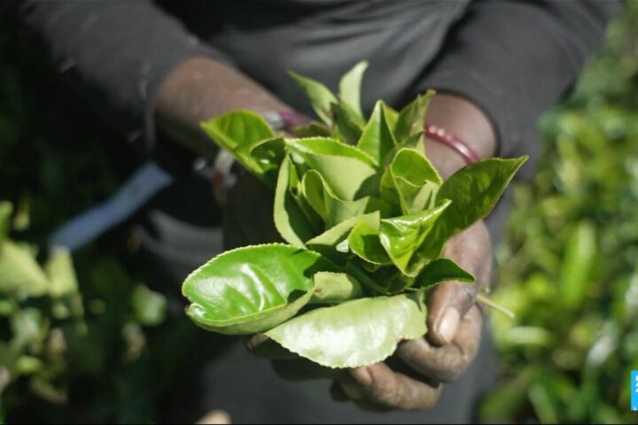 Sri Lanka's green gold