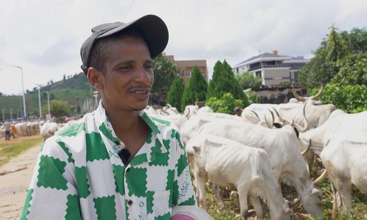 Why cattle roam the streets of Nigeria's crowded cities