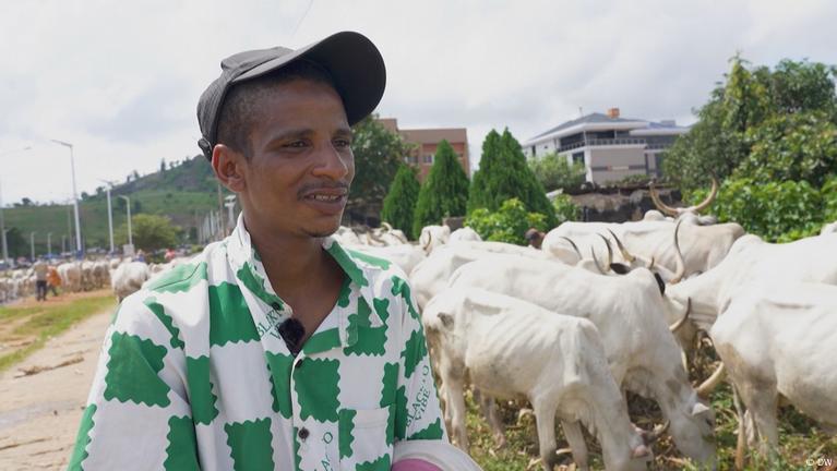 Why cattle roam the streets of Nigeria's crowded cities