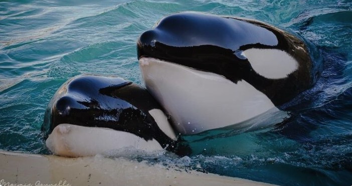 What next for Wikie and Keijo? NGOs call for Marineland orcas to be sent to a sanctuary