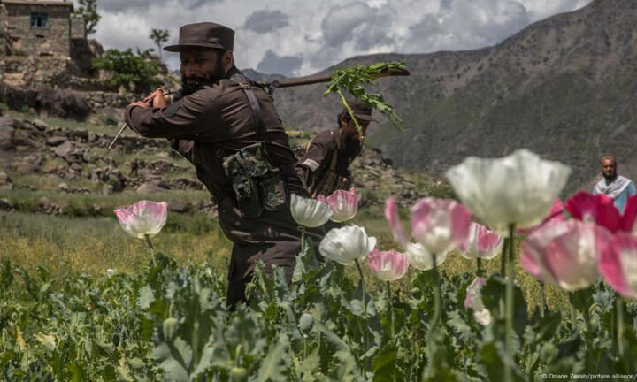 Taliban poppy ban leaves Afghan farmers angry, jobless