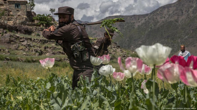 Taliban poppy ban leaves Afghan farmers angry, jobless