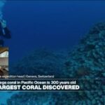 Diver Paul Rose describes 'brilliant feeling' of world's largest coral discovery