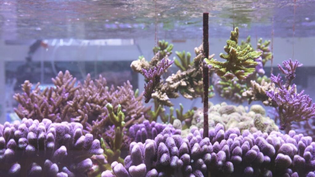 'We're keeping them safe': Scientists build 'Noah's Ark' for endangered corals