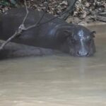 Ivory Coast seeks to protect endangered pygmy hippos