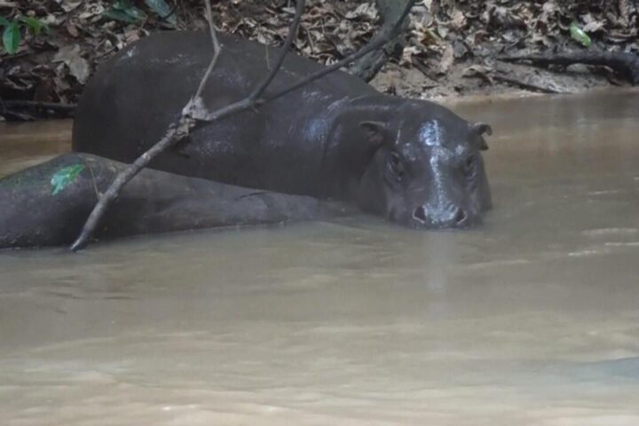 Ivory Coast seeks to protect endangered pygmy hippos