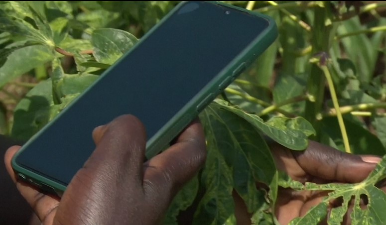 Kenyan farmers use AI app to diagnose crop diseases