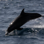 France's Bay of Biscay fishing ban aims to save dolphins