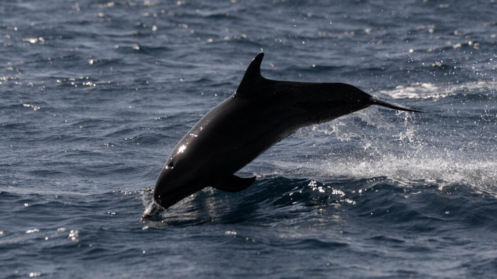 France's Bay of Biscay fishing ban aims to save dolphins