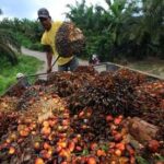 Ivory Coast, second largest producer of palm oil in Africa