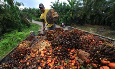 Ivory Coast, second largest producer of palm oil in Africa