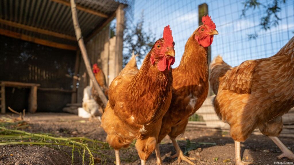 New York City shuts live poultry markets over bird flu cases