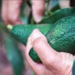 Fancy an avocado? Try a French one!